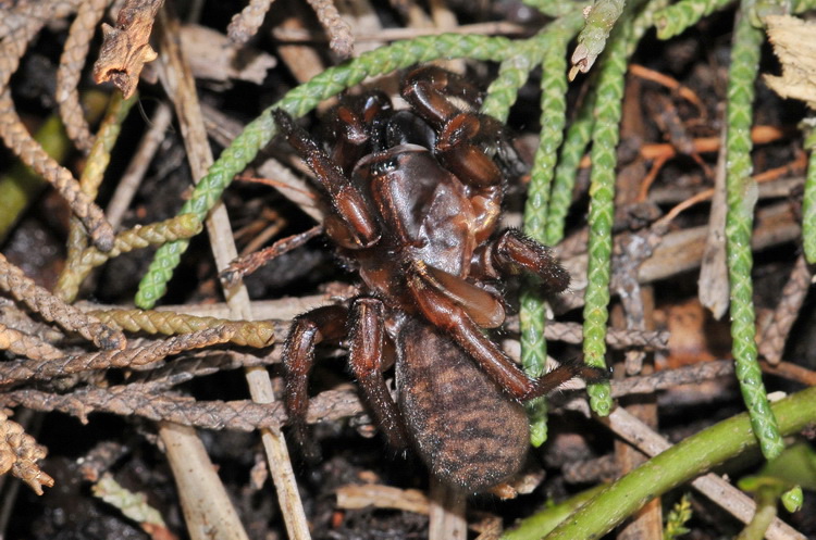 Cyrtauchenius sp. (Cyrtaucheniidae)